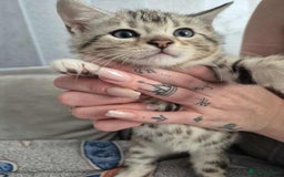 Mixed Breed cats for sale: Mixed bengal kittens  - Image 10