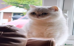 British Shorthair cats for sale: Silver pedigree kittens  - Image 3