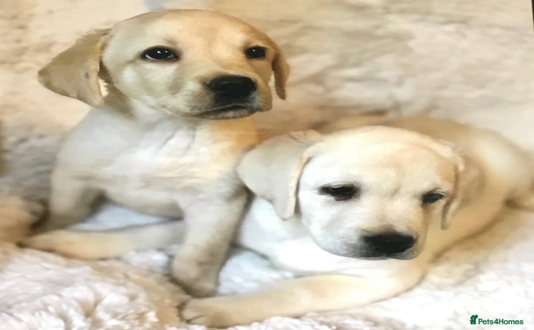 Labrador Retriever dogs - Advert 2