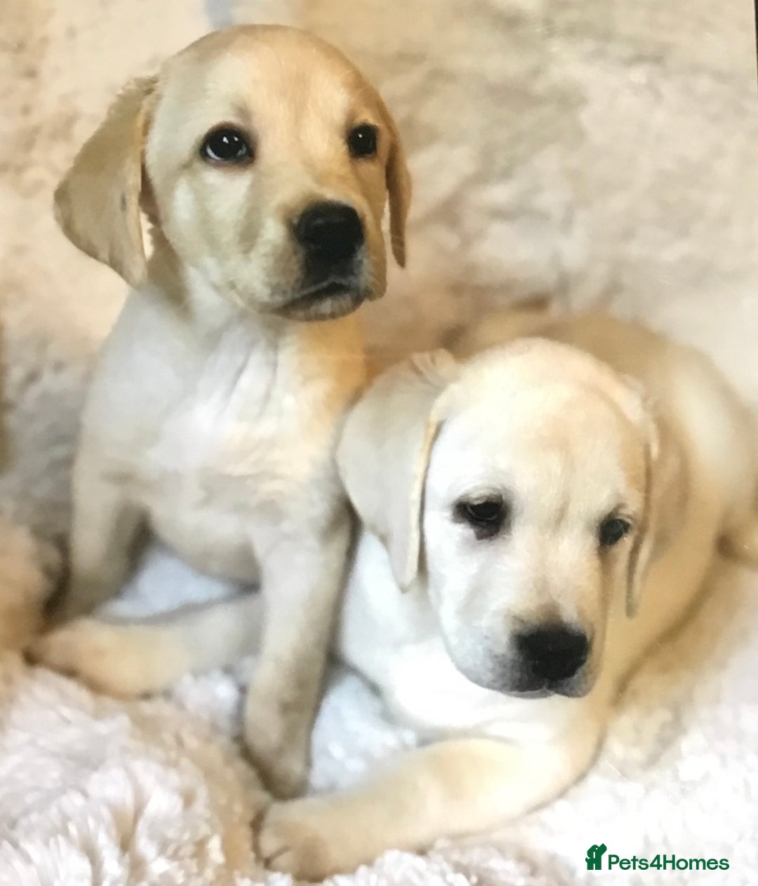Labrador Retriever dogs for sale: Golden Labrador pups Ready Now - Image 1