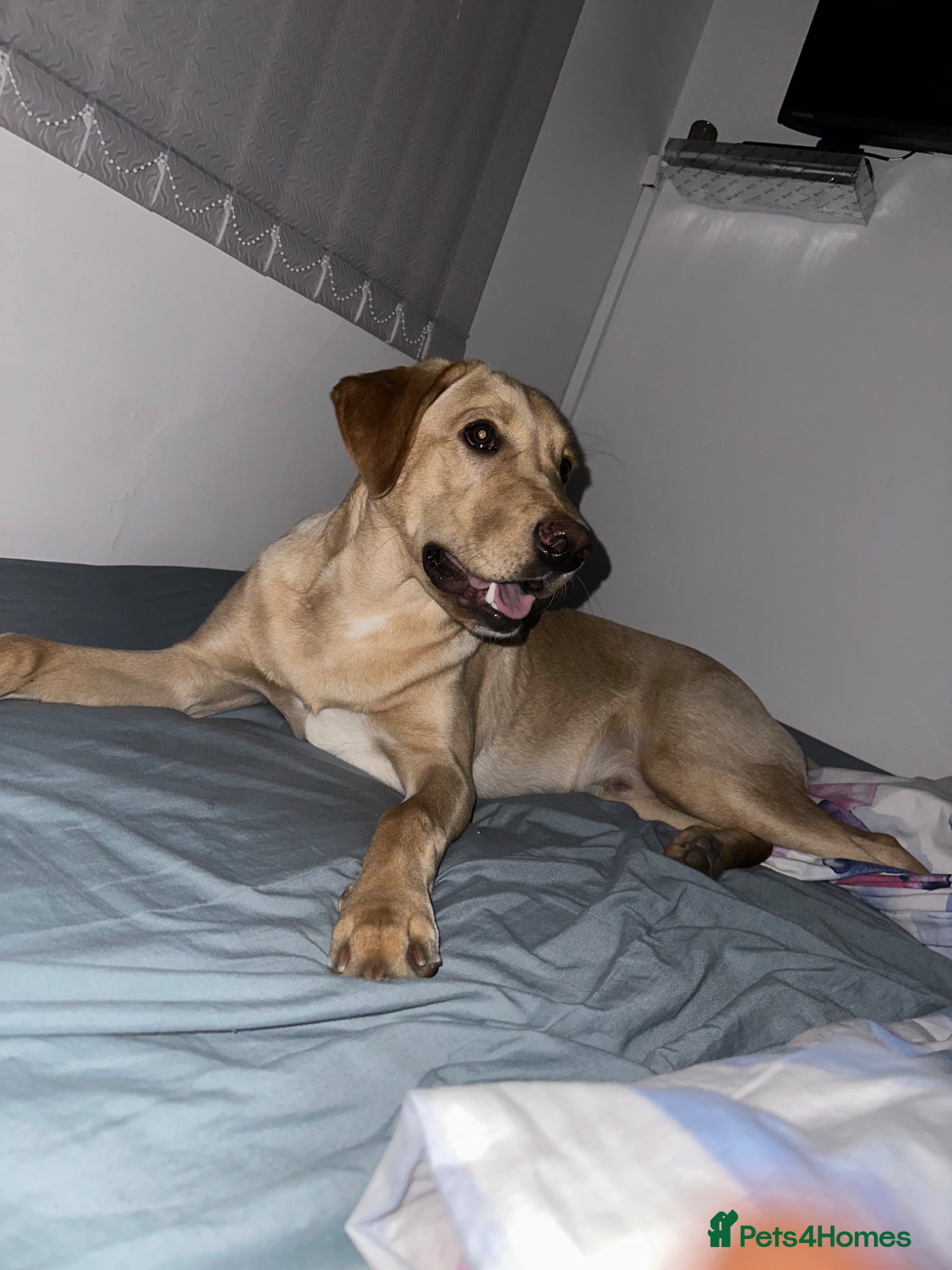 Labrador Retriever dogs Labrador retriever - Advert 1