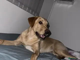 Labrador Retriever dogs Labrador retriever - Advert 4