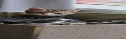 Mixed Breed cats for sale: Three little kittens  - Advert 4