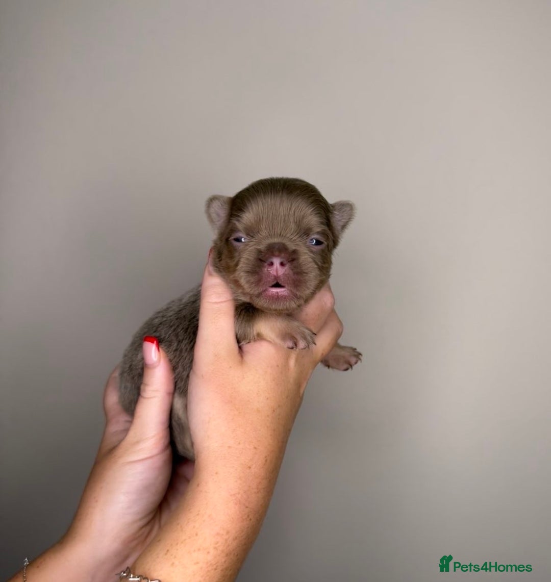 French Bulldog dogs for sale: French bulldog  - Advert 16