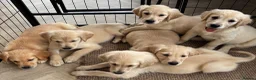 Golden Retriever dogs for sale: KC Reg Golden Retriever puppies - Ready now!!!!  - Advert 15