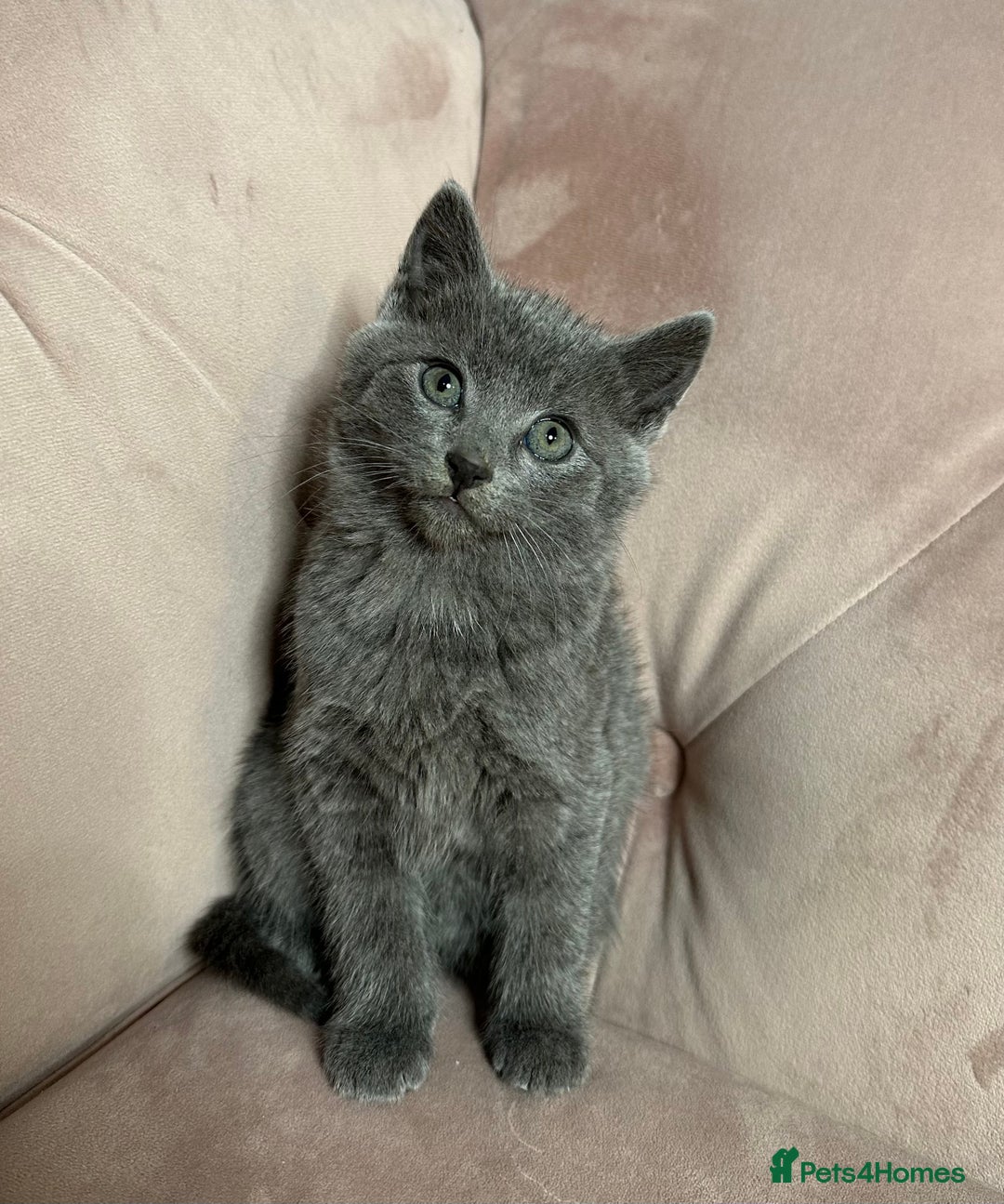 Russian Blue cats for sale: Last gorgeous male Russian blue  - Advert 1