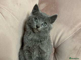 Russian Blue cats Last gorgeous male Russian blue - Advert 15