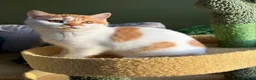 British Shorthair cats for sale: Gccf registered bsh kittens-1 girl left-ready now - Advert 4