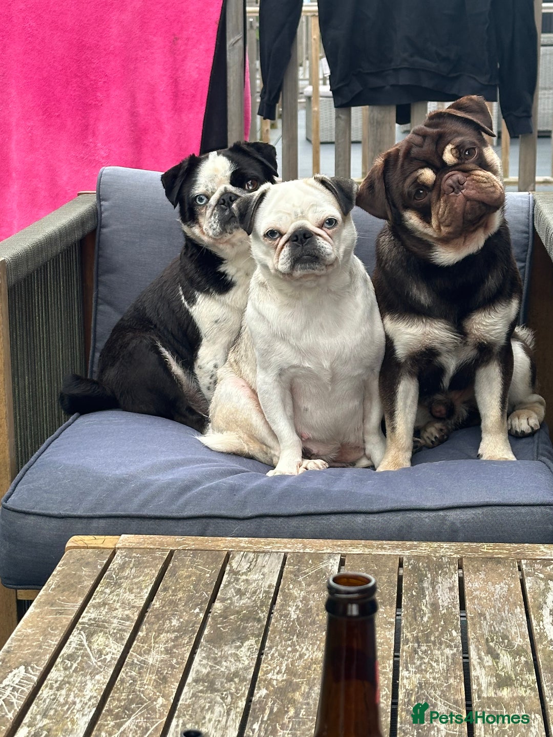 Pug dogs for sale: KC REGISTERED FEMALE PANDA PUG FOR SALE - Advert 3