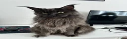 Maine Coon cats for sale: Rehoming - Advert 3