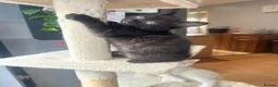 Mixed Breed cats for sale: KITTENS LOOKING FOR THEIR FOREVER HOMES - Advert 2