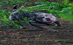 Olde English Bulldogge dogs for stud: BLUE MERLE OEB FOR STUD  in Leeds - Image 1