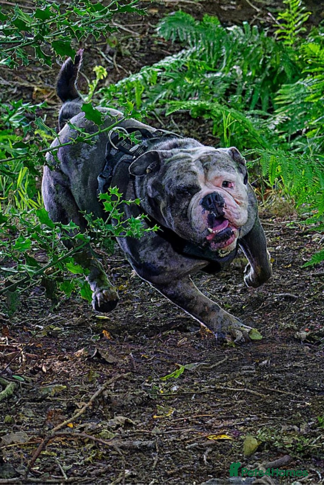 Olde English Bulldogge dogs for stud: BLUE MERLE OEB FOR STUD  in Leeds - Image 1