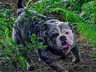 Olde English Bulldogge dogs in Leeds - Advert 6