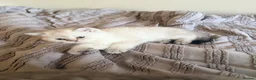 Scottish Fold cats for sale: Scottish Straight Longhair kittens - Advert 4