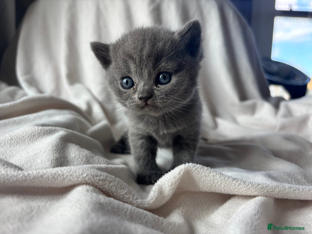 British Shorthair cats for sale: 🏆 pedigree British shorthair🏆 - Image 4