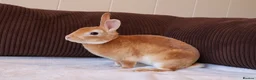 Rex rabbits for sale: Vaccinated Beautiful 1 year old mini Rex buck  - Advert 4