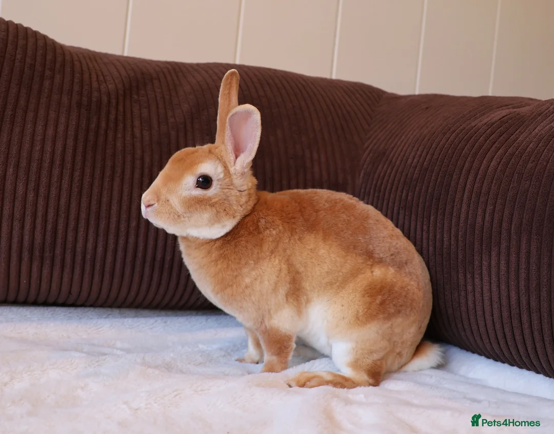 Rex rabbits for sale: Vaccinated Beautiful 1 year old mini Rex buck  - Advert 4