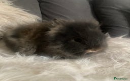 Lionhead rabbits for sale: Beautiful DoubleMane Lionhead Baby Bunnies/Rabbits - Image 5