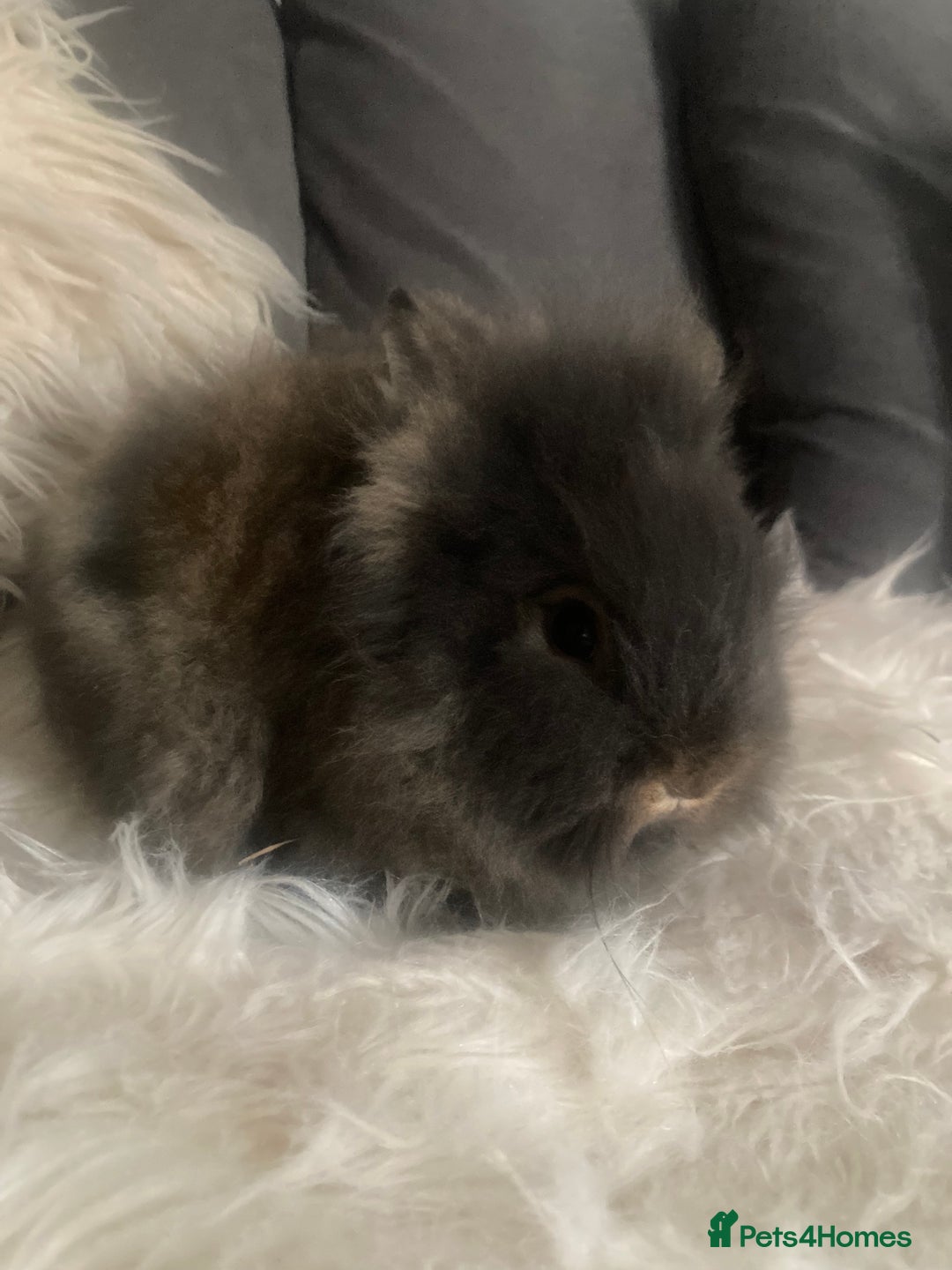 Lionhead rabbits for sale: Beautiful DoubleMane Lionhead Baby Bunnies/Rabbits - Image 5