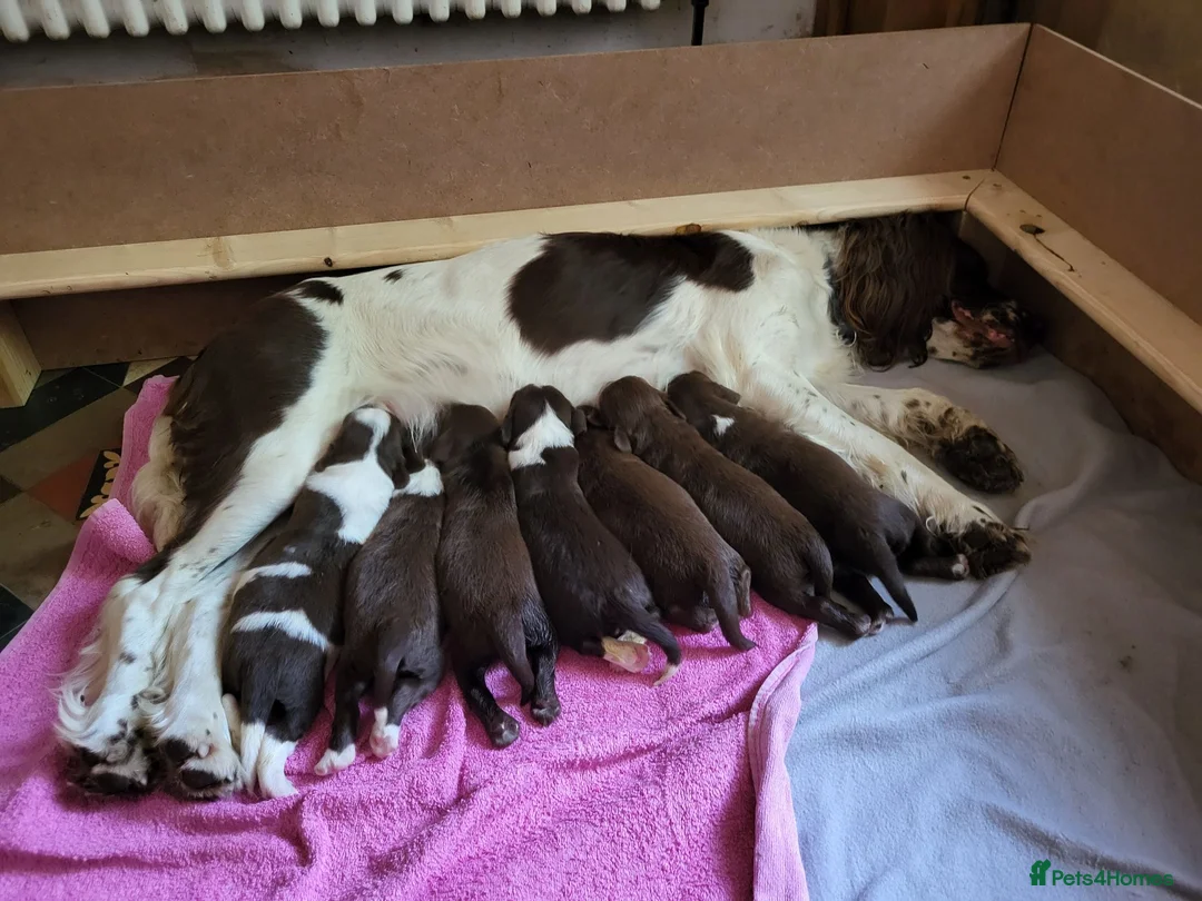 English Springer Spaniel dogs for sale: Springer Spaniel Puppies  - Advert 22