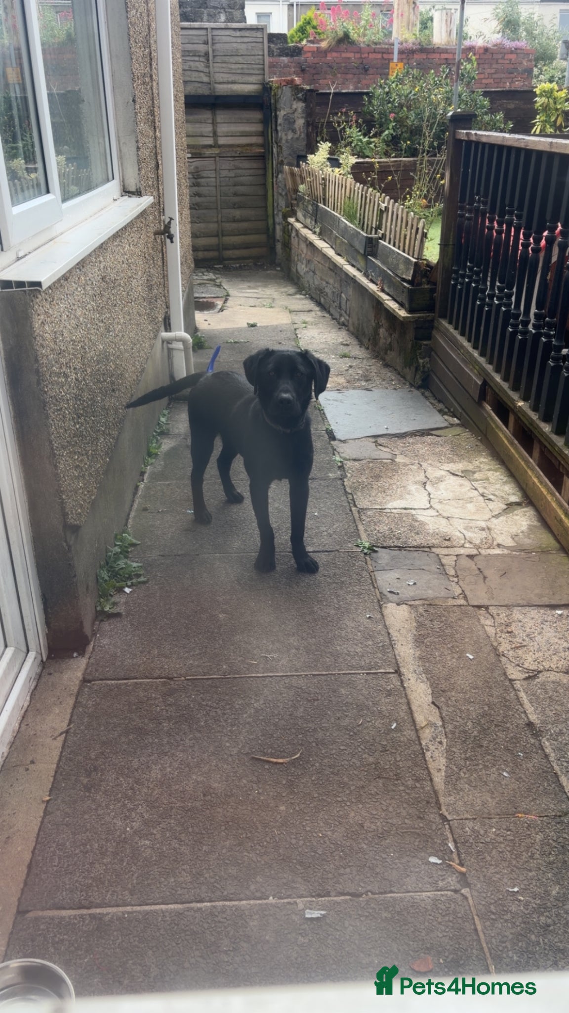 Labrador Retriever dogs for sale: Full male/ black Labrador 7months for sale  - Advert 7