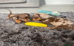 Dachshund dogs for sale: Miniature dachshund  - Image 19