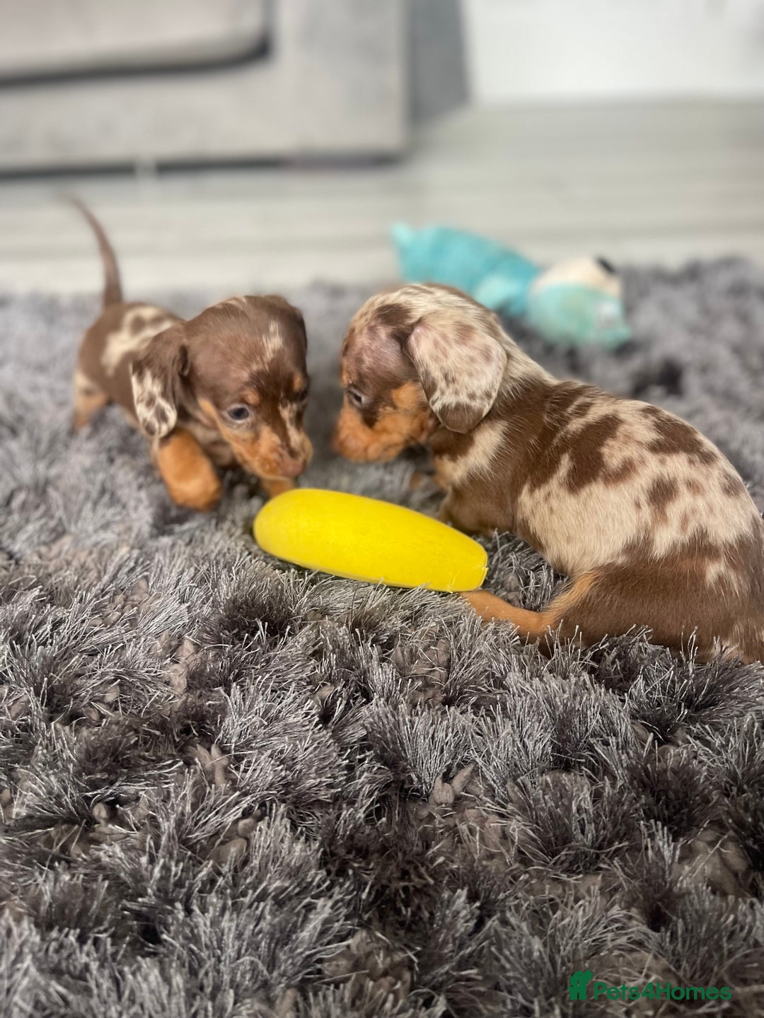 Dachshund dogs for sale: Miniature dachshund  - Image 19