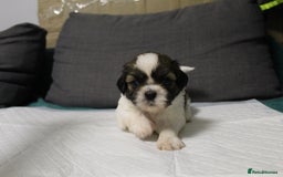 Shih Tzu dogs for sale: LOVELY SHIH TZU PUPPIES  - Image 36