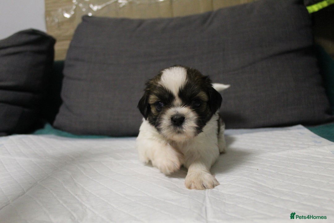 Shih Tzu dogs for sale: LOVELY SHIH TZU PUPPIES  - Image 36