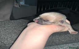 French Bulldog dogs for sale: French bulldog puppies for sale!!  - Image 13