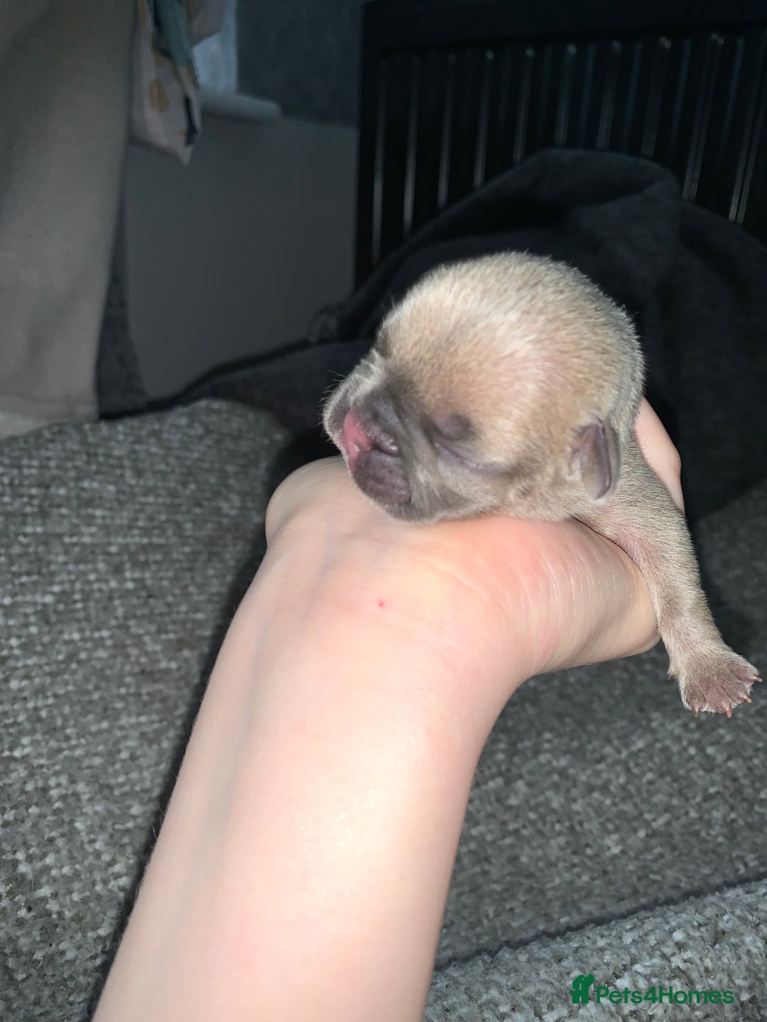 French Bulldog dogs for sale: French bulldog puppies for sale!!  - Image 13
