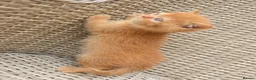 British Shorthair cats for sale: Stunning British Shorthair Kittens  - Advert 9