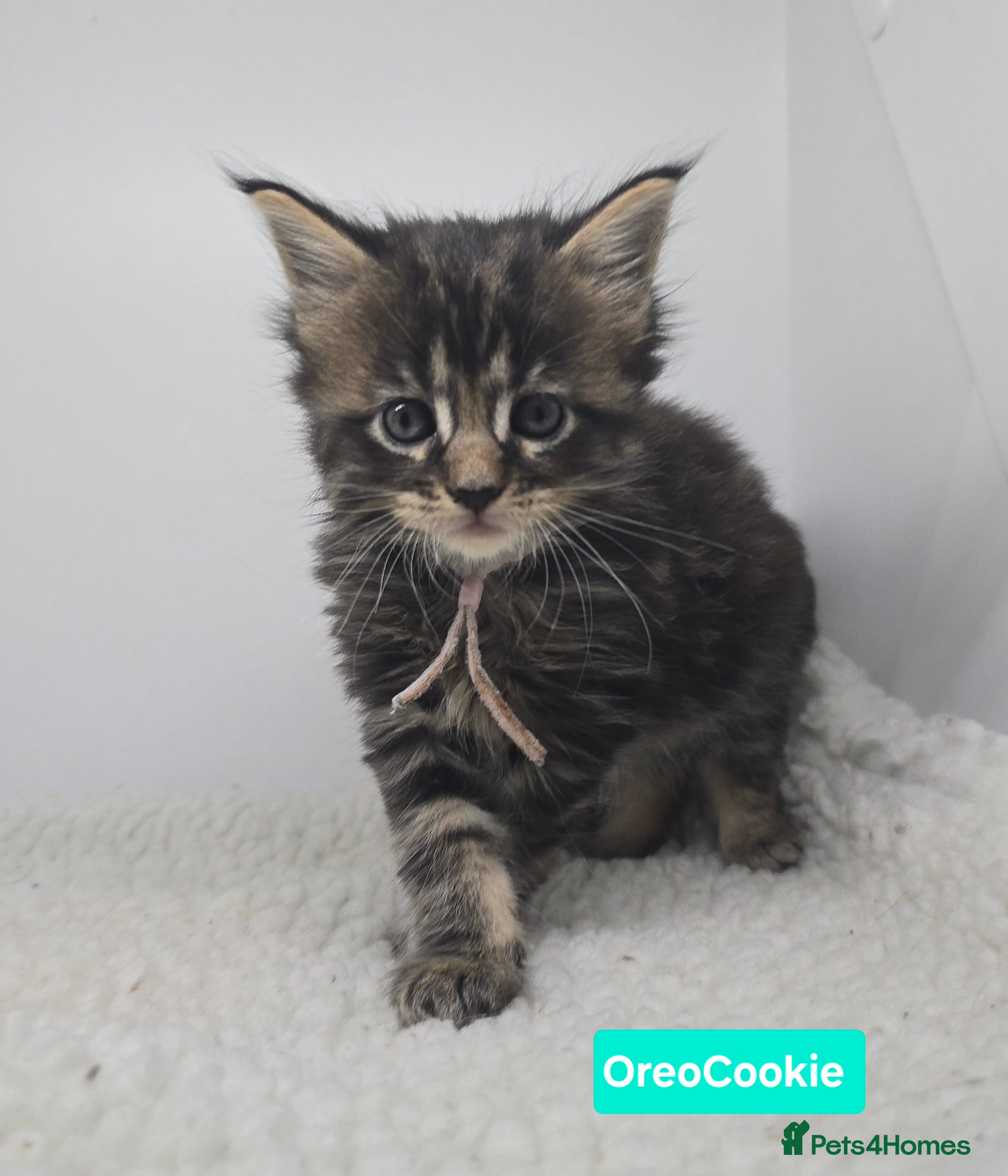 Maine Coon cats Beautiful TICA Pedigree Maine Coon Kittens - Advert 1