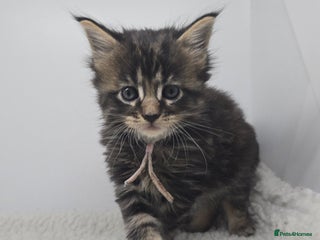 Maine Coon cats Beautiful TICA Pedigree Maine Coon Kittens - Advert 5