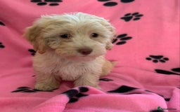 Cockapoo dogs for sale: Cockapoo puppies ready now - Image 3