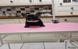French Bulldog dogs for sale: Champion bred French Bulldog puppies - Image 14