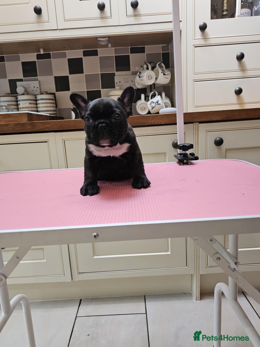 French Bulldog dogs for sale: Champion bred French Bulldog puppies - Image 14