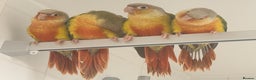 Conures birds for sale: Super Tame Pineapple Conure Babies – £250 Each - Advert 3