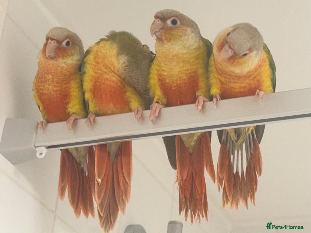Conures birds for sale: Super Tame Pineapple Conure Babies – £250 Each - Advert 3
