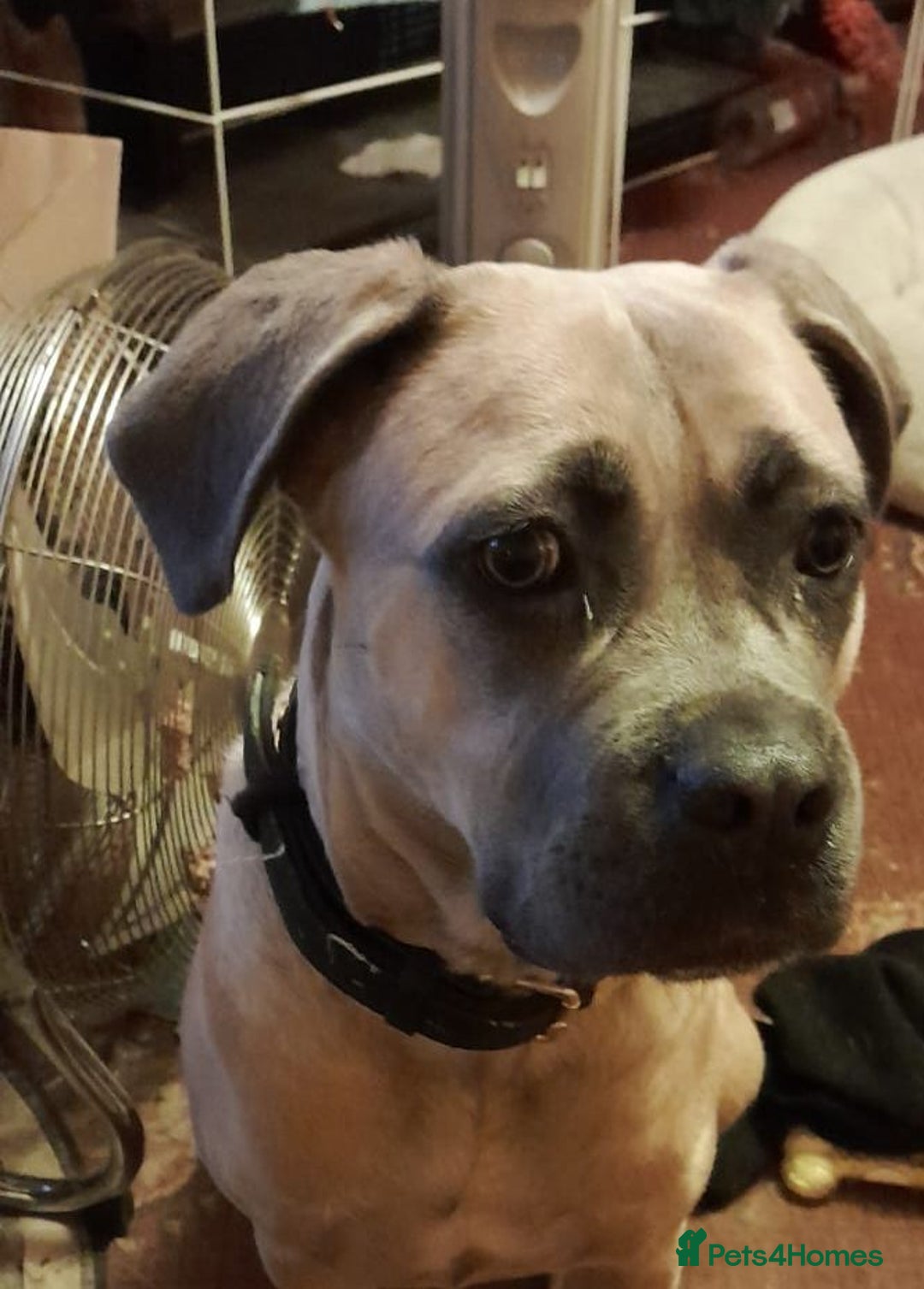 Mixed Breed dogs for sale:  Miss Suki - Advert 5