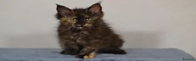 Black tortoiseshell girl