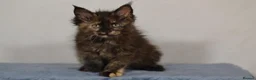 Maine Coon cats for sale: Tica Maine Coon Kittens available for reservation - Advert 9