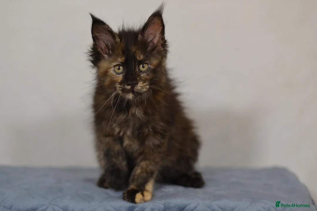 Maine Coon cats for sale: Tica Maine Coon Kittens available for reservation - Advert 9