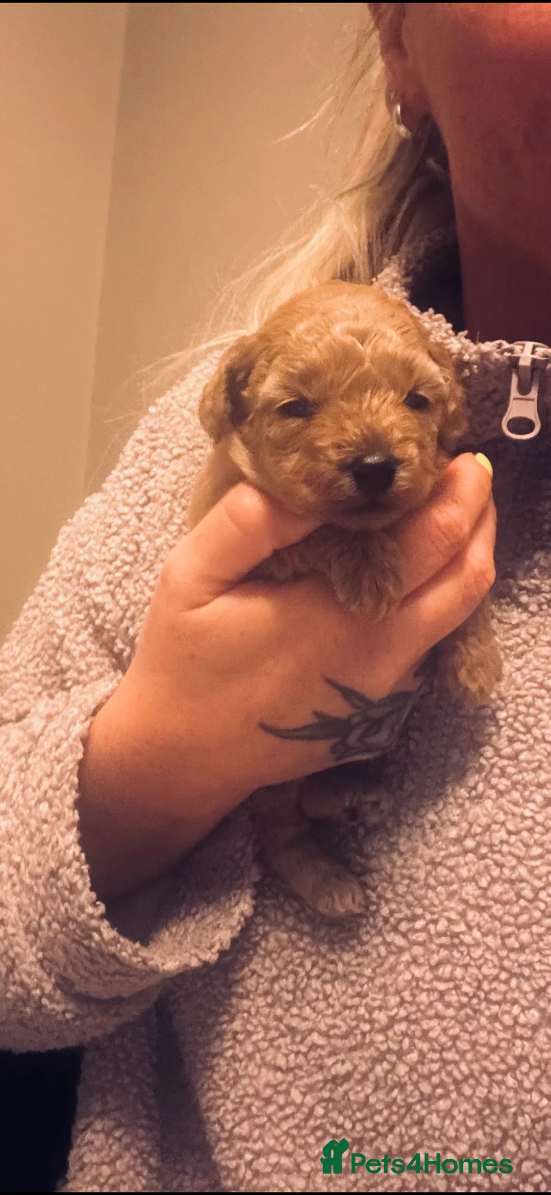 Cavapoo dogs for sale: F1b Toy Cavapoo pups - Advert 4