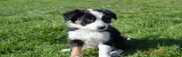 Border Collie dogs for sale: 4 Border Collie pups - Advert 4