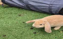 Continental Giant rabbits for sale: Giant french lops  - Image 1