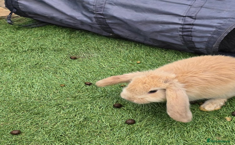 Continental Giant rabbits - Advert 1
