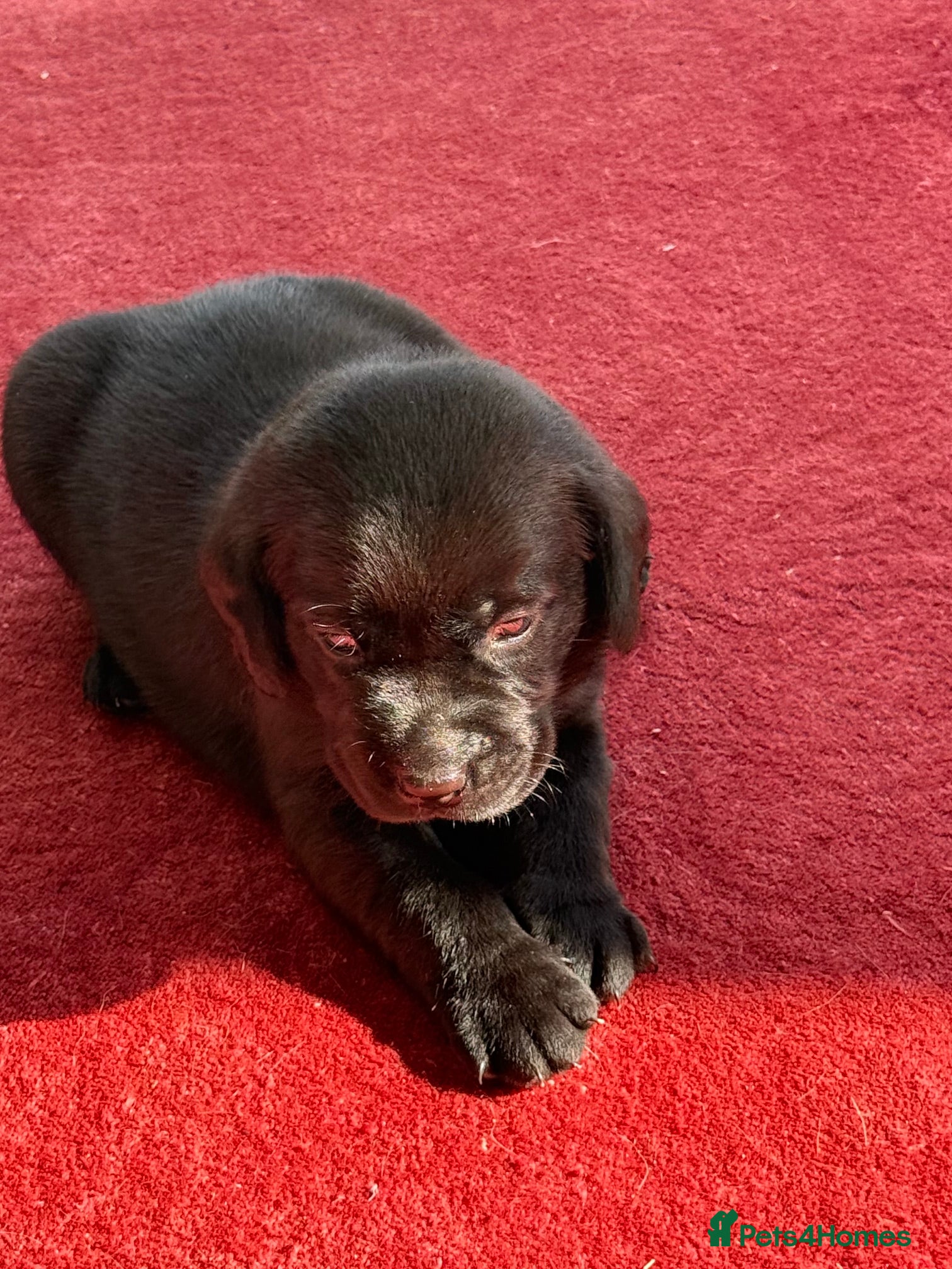 Labrador Retriever dogs Exceptional KC Reg Black Labs. Born 25 July.  - Advert 2