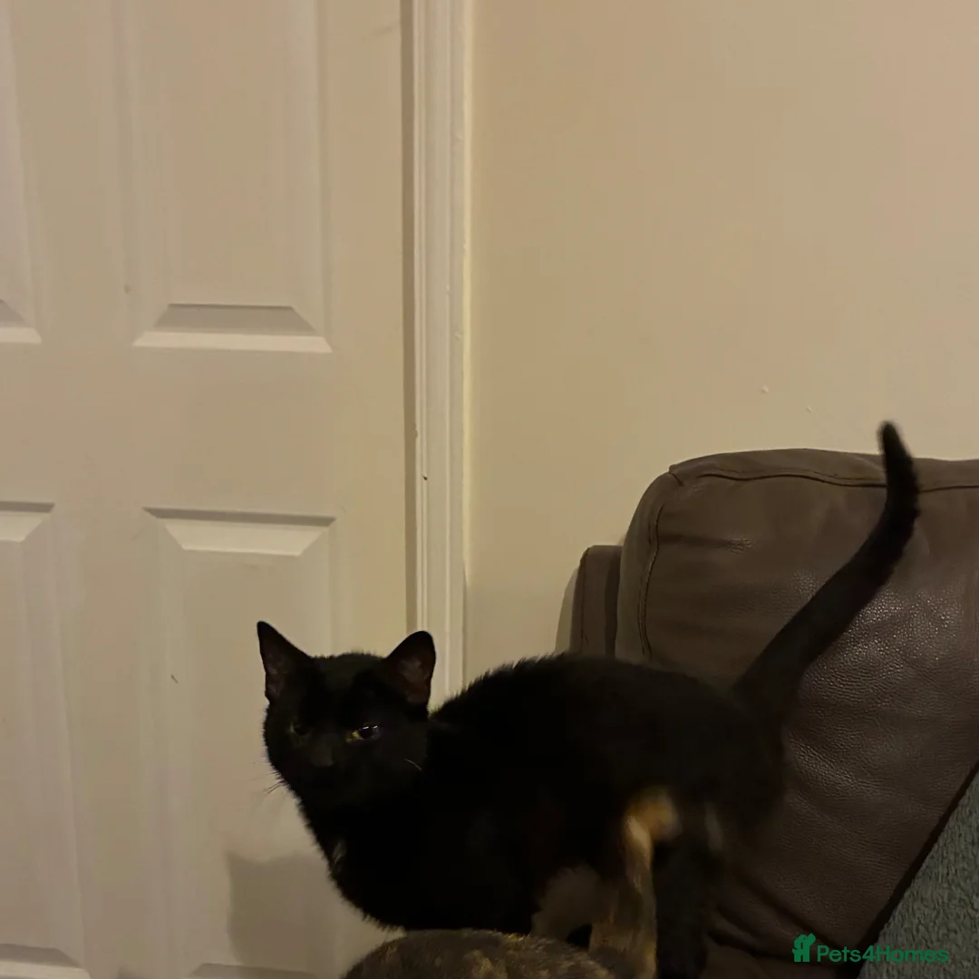 Mixed Breed cats for sale: Kitten for sale  - Advert 5
